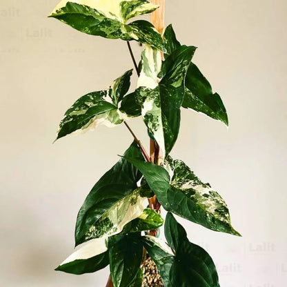 Buy Syngonium Albo "Variegata" - Plant Online at Lalitenterprise