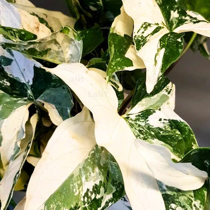 Buy Syngonium Albo "Variegata" - Plant Online at Lalitenterprise