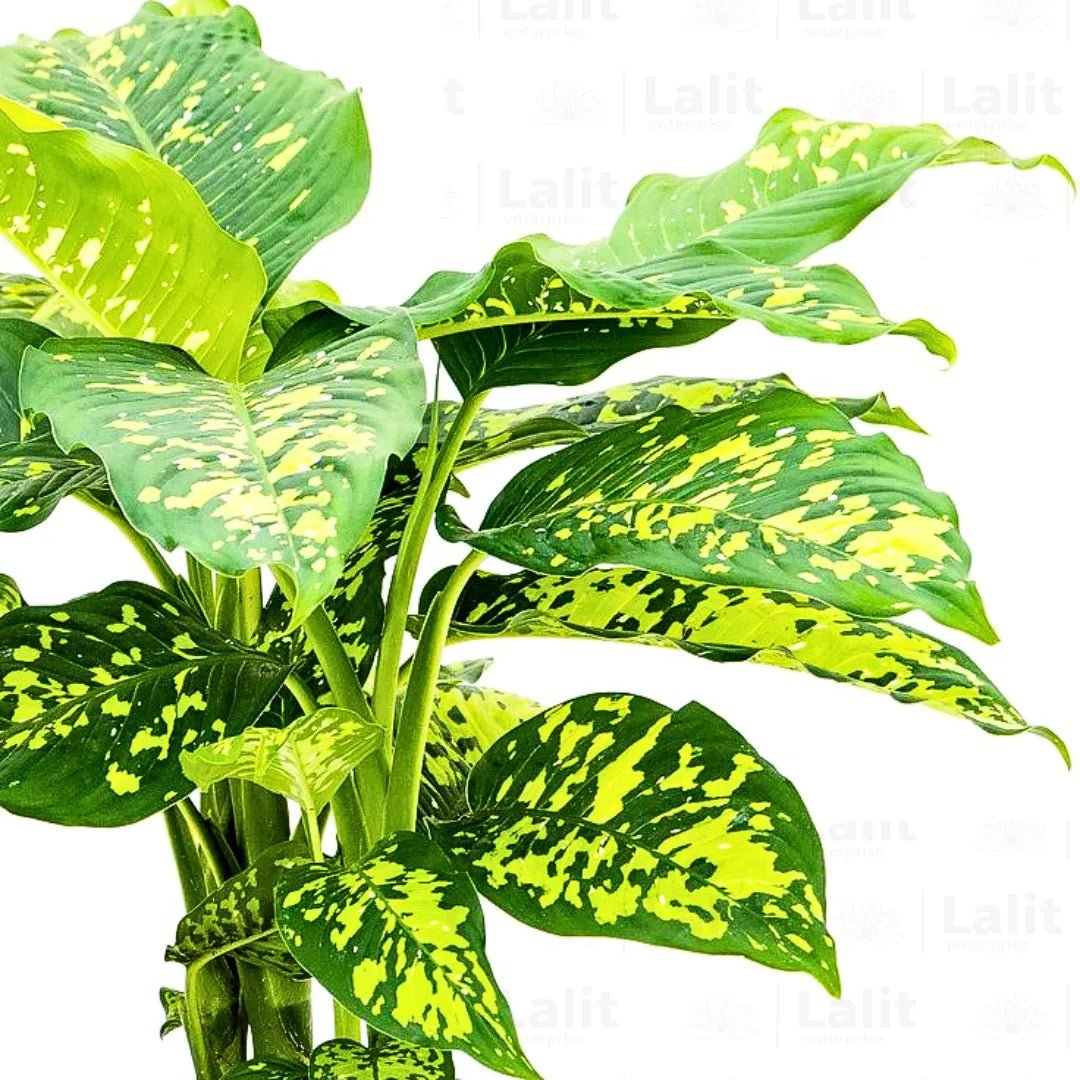 Buy Dieffenbachia  Seguine "Cheetah" - Plant Online at Lalitenterprise