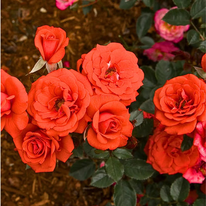 Button Rose Plant "Orange" Online at Lalitenterprise