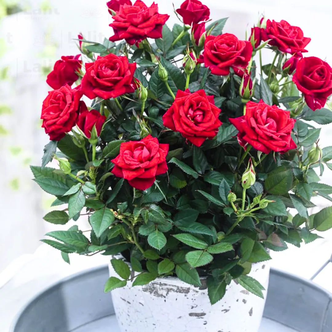 Buy Button 9Miniature) Rose "Red" Plant Online at Lalitenterprise