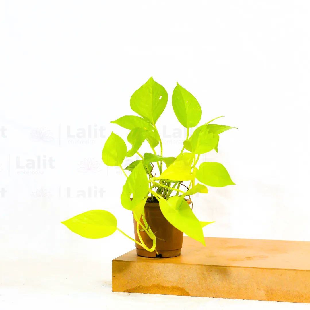 Buy Golden Money Plant Online at Lalitenterprise