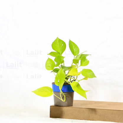 Buy Golden Money Plant Online at Lalitenterprise