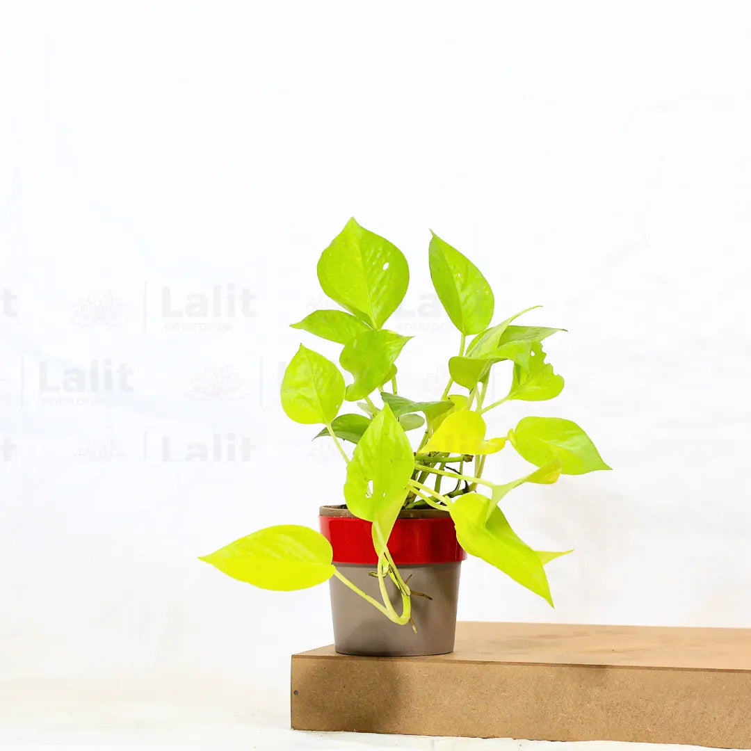 Buy Golden Money Plant Online at Lalitenterprise