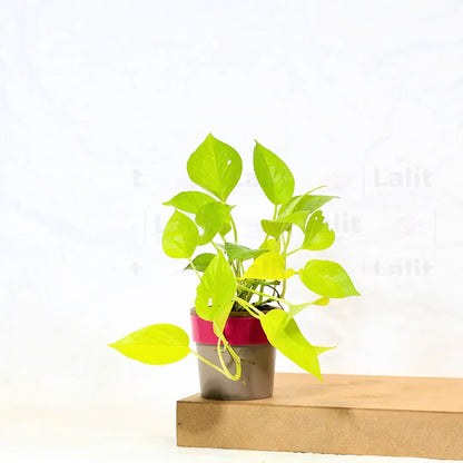 Buy Golden Money Plant Online at Lalitenterprise