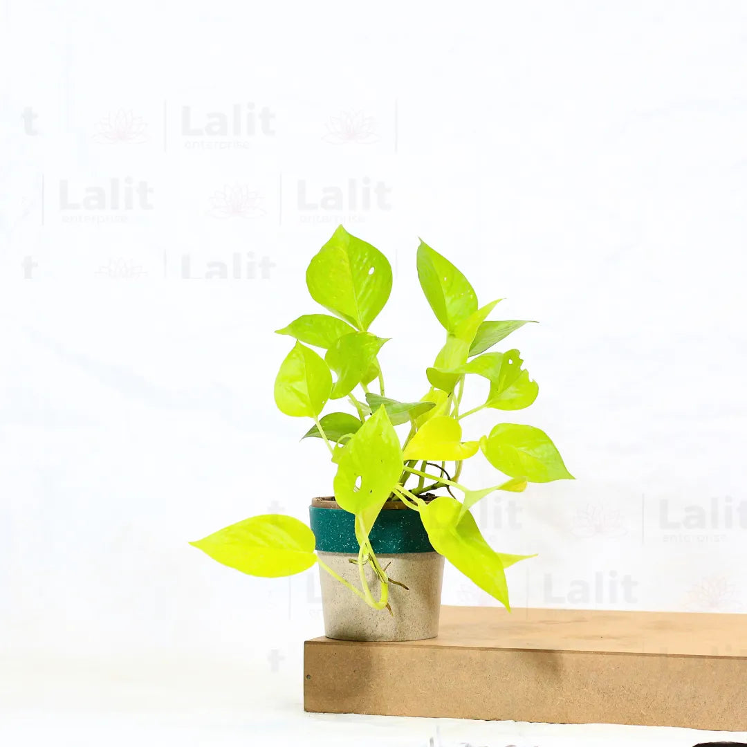 Buy Golden Pothos Plant Online at Lalitenterprise