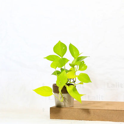 Buy Golden Pothos Plant Online at Lalitenterprise