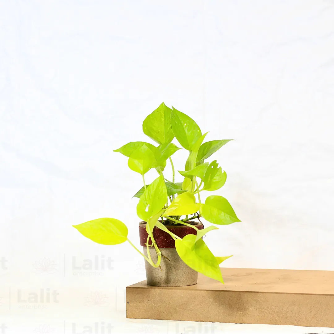 Buy Golden Pothos Plant Online at Lalitenterprise