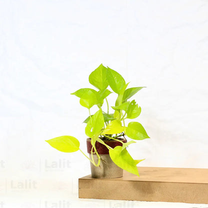 Buy Golden Pothos Plant Online at Lalitenterprise