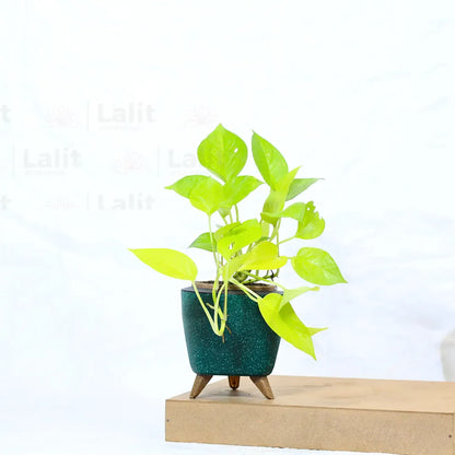 Buy Golden Money Plant Online at Lalitenterprise