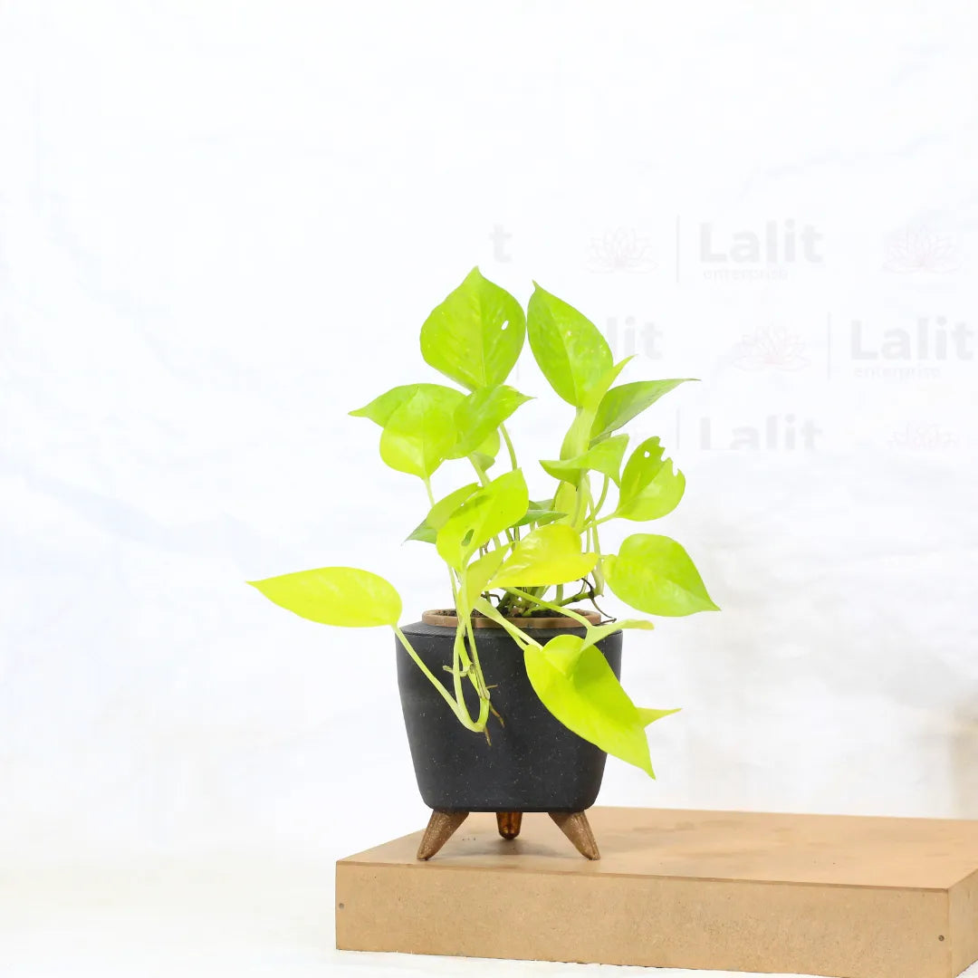 Buy Golden Money Plant Online at Lalitenterprise