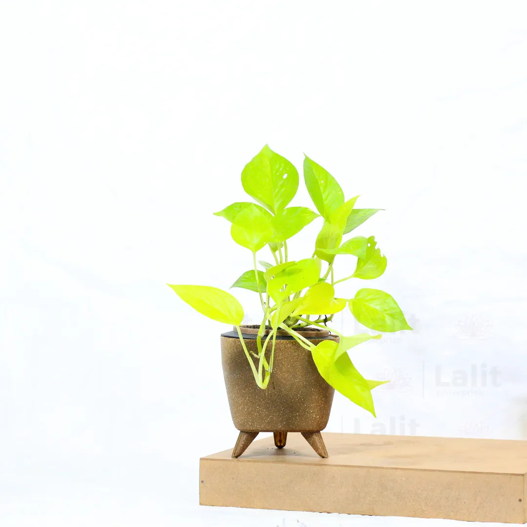 Buy Golden Money Plant Online at Lalitenterprise