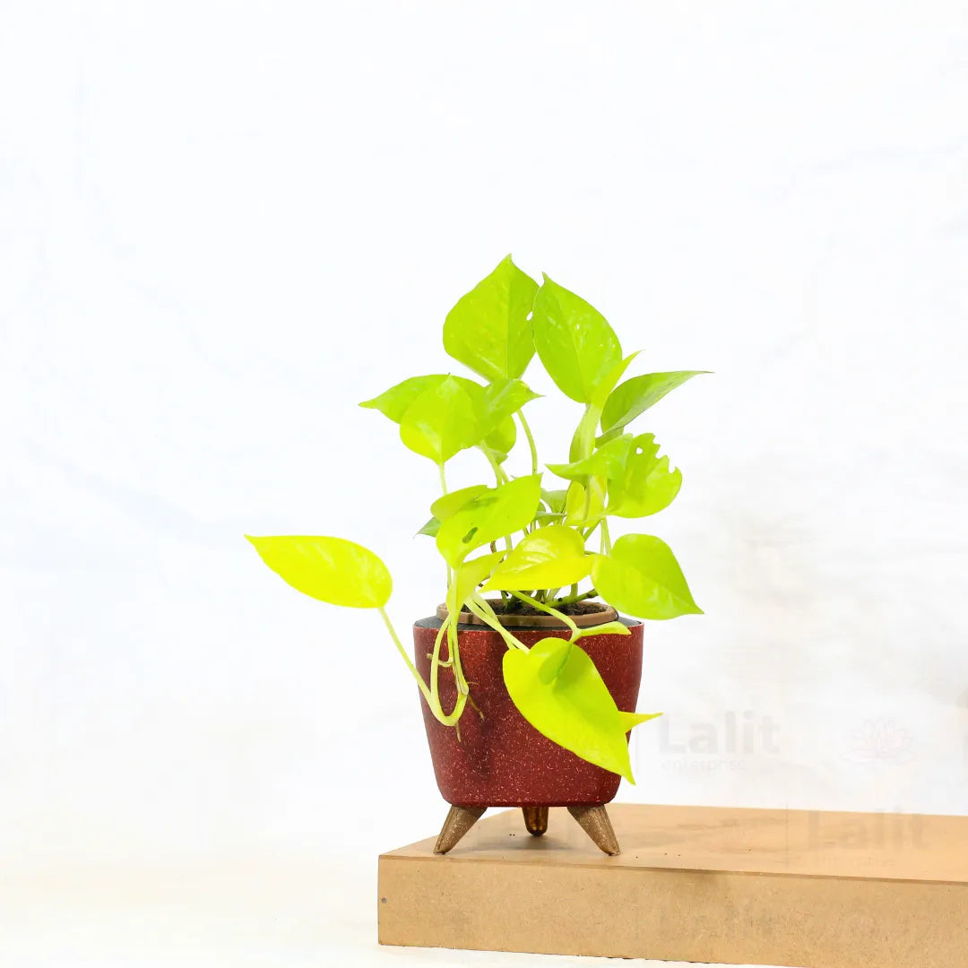 Buy Golden Money Plant Online at Lalitenterprise