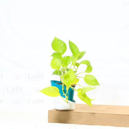 Buy  Golden Pothos Online at Lalitenterprise