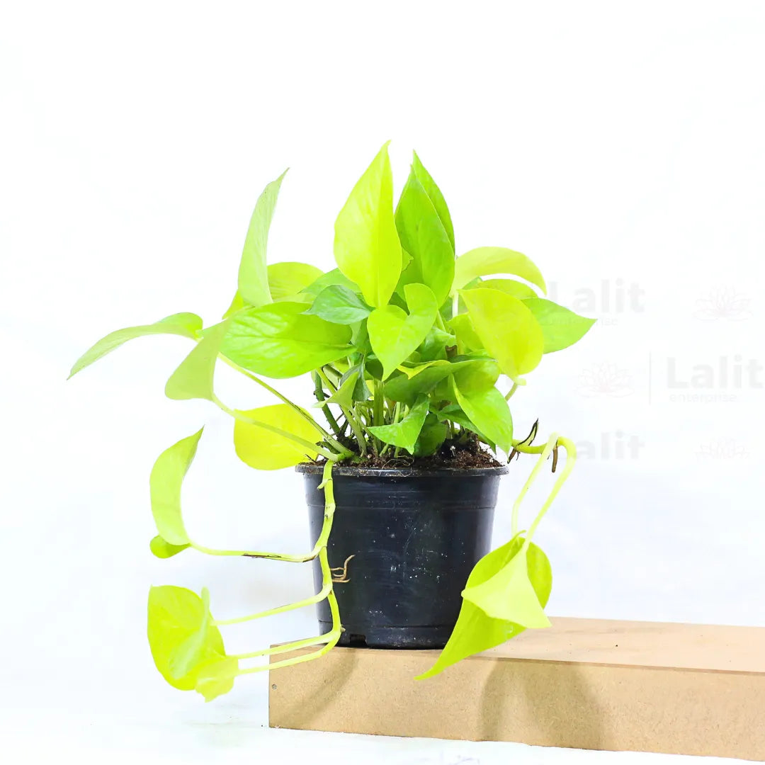 Buy Golden Money Plant Online at Lalitenterprise