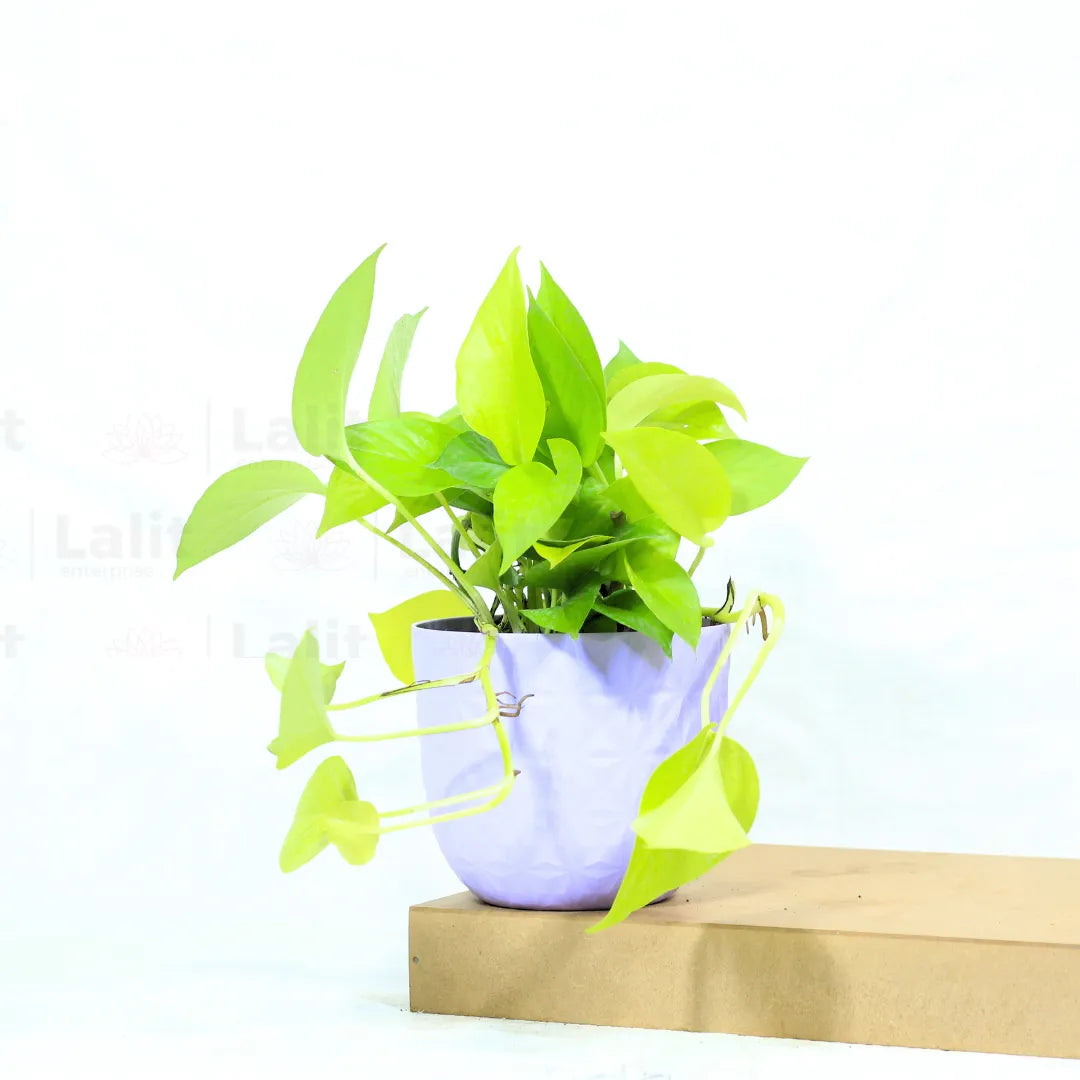 Buy Golden Money Plant Online at Lalitenterprise