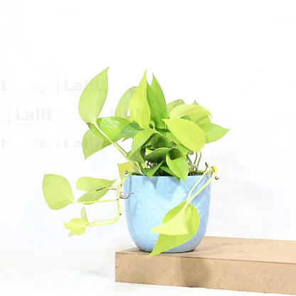 Buy Golden Money Plant Online at Lalitenterprise