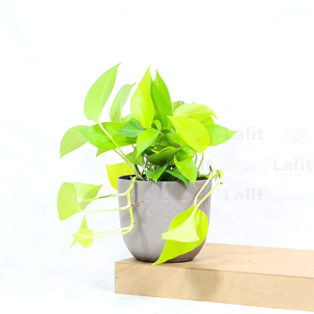 Buy Golden Money Plant Online at Lalitenterprise