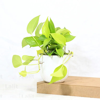 Buy Golden Money Plant Online at Lalitenterprise