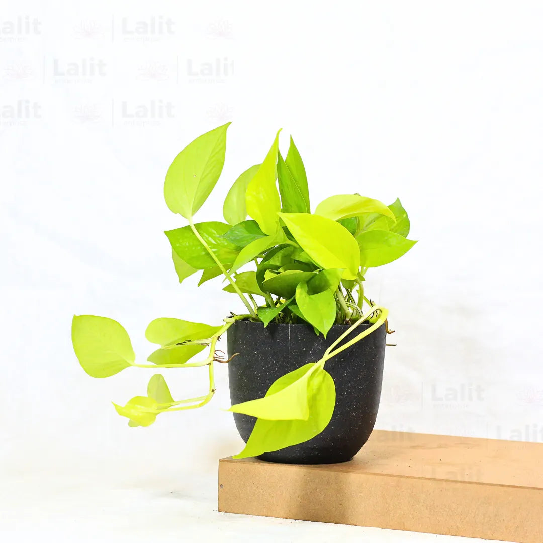 Buy Golden Pothos Plant Online at Lalitenterprise