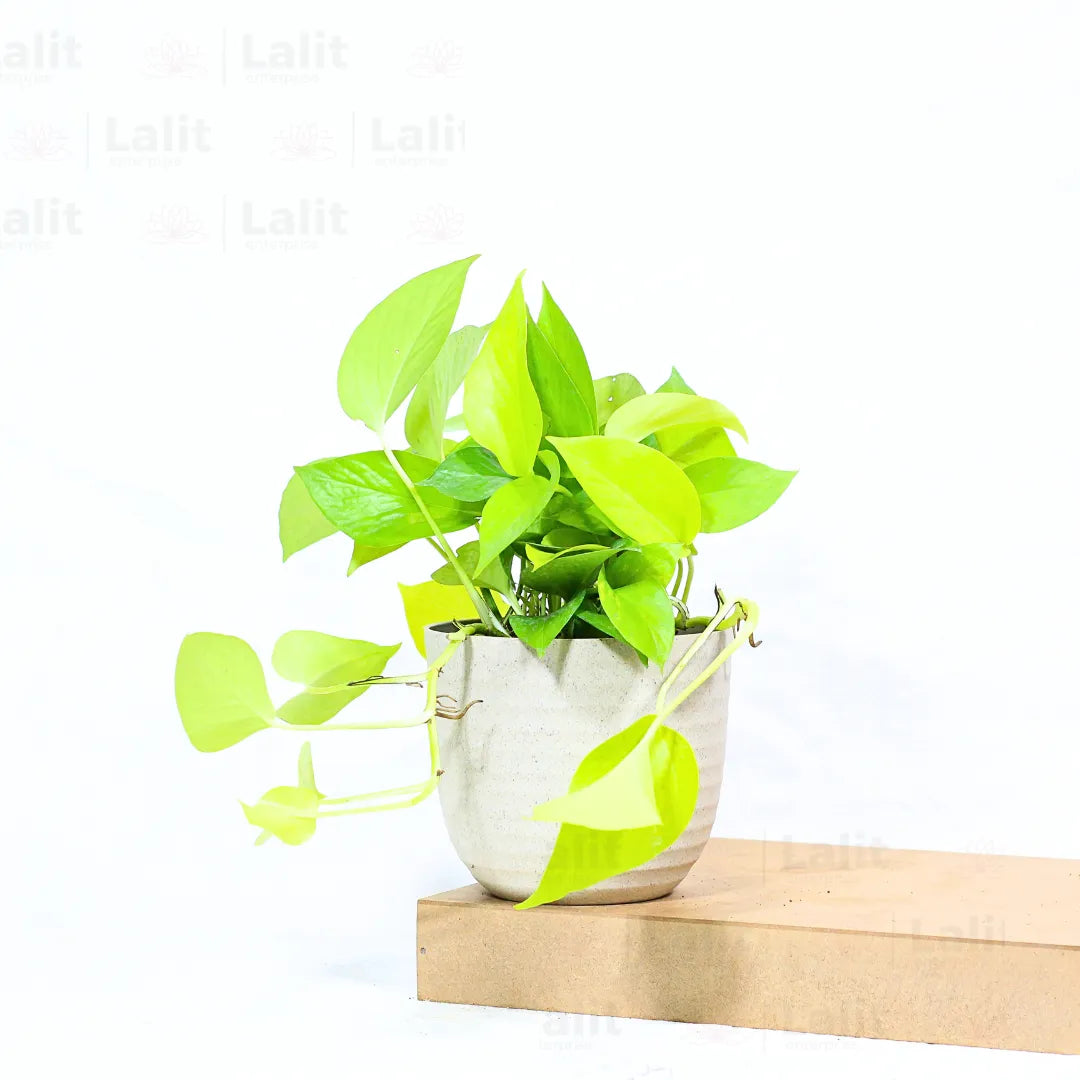 Buy Golden Pothos Plant Online at Lalitenterprise