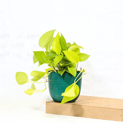 Buy Golden Pothos Plant Online at Lalitenterprise