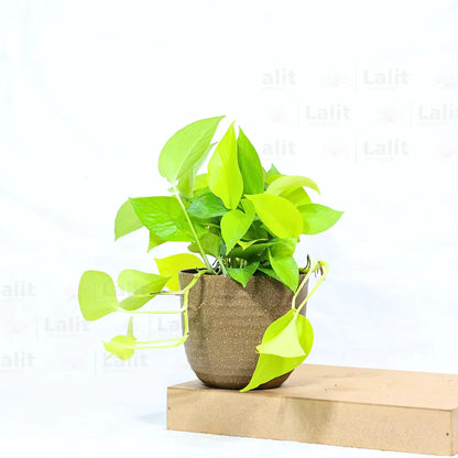 Buy Golden Pothos Plant Online at Lalitenterprise