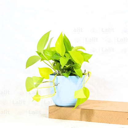 Buy Golden Money Plant Online at Lalitenterprise