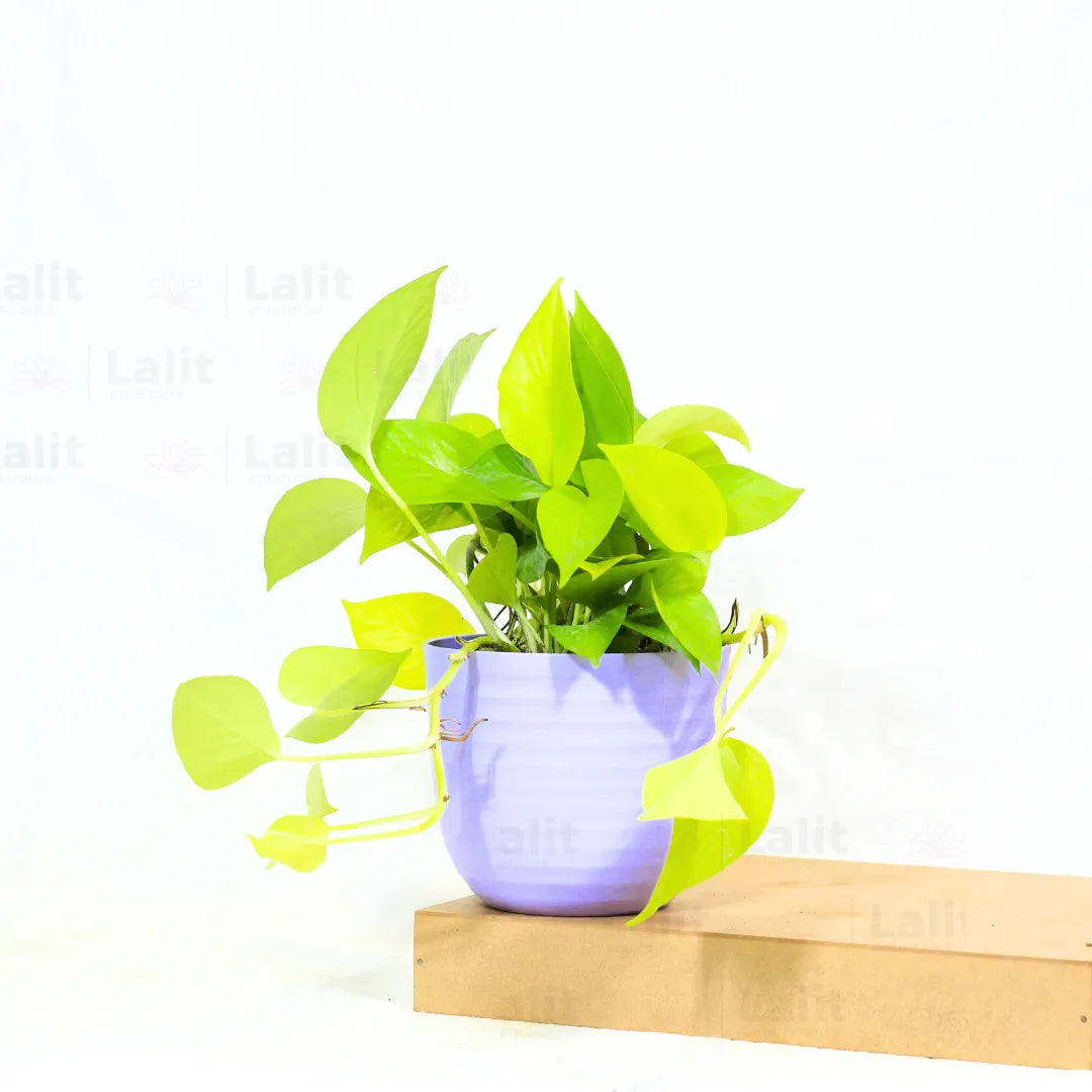 Buy Golden Money Plant Online at Lalitenterprise