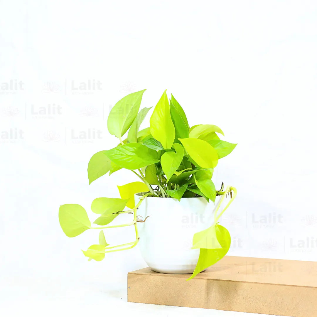 Buy Golden Money Plant Online at Lalitenterprise