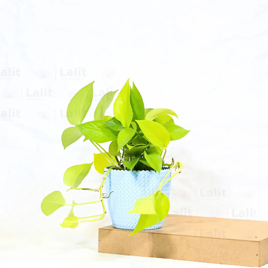 Buy Golden Pothos Plant Online at Lalitenterprise