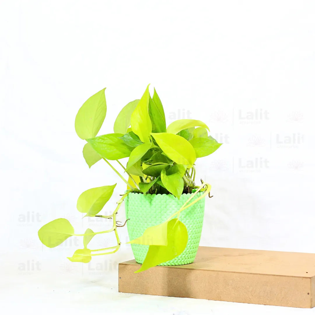 Buy Golden Pothos Plant Online at Lalitenterprise