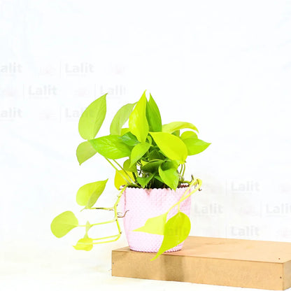 Buy Golden Pothos Plant Online at Lalitenterprise