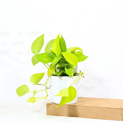 Buy Golden Pothos Plant Online at Lalitenterprise