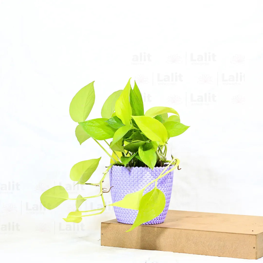 Buy Golden Pothos Plant Online at Lalitenterprise