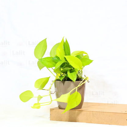 Buy Golden Money Plant Online at Lalitenterprise