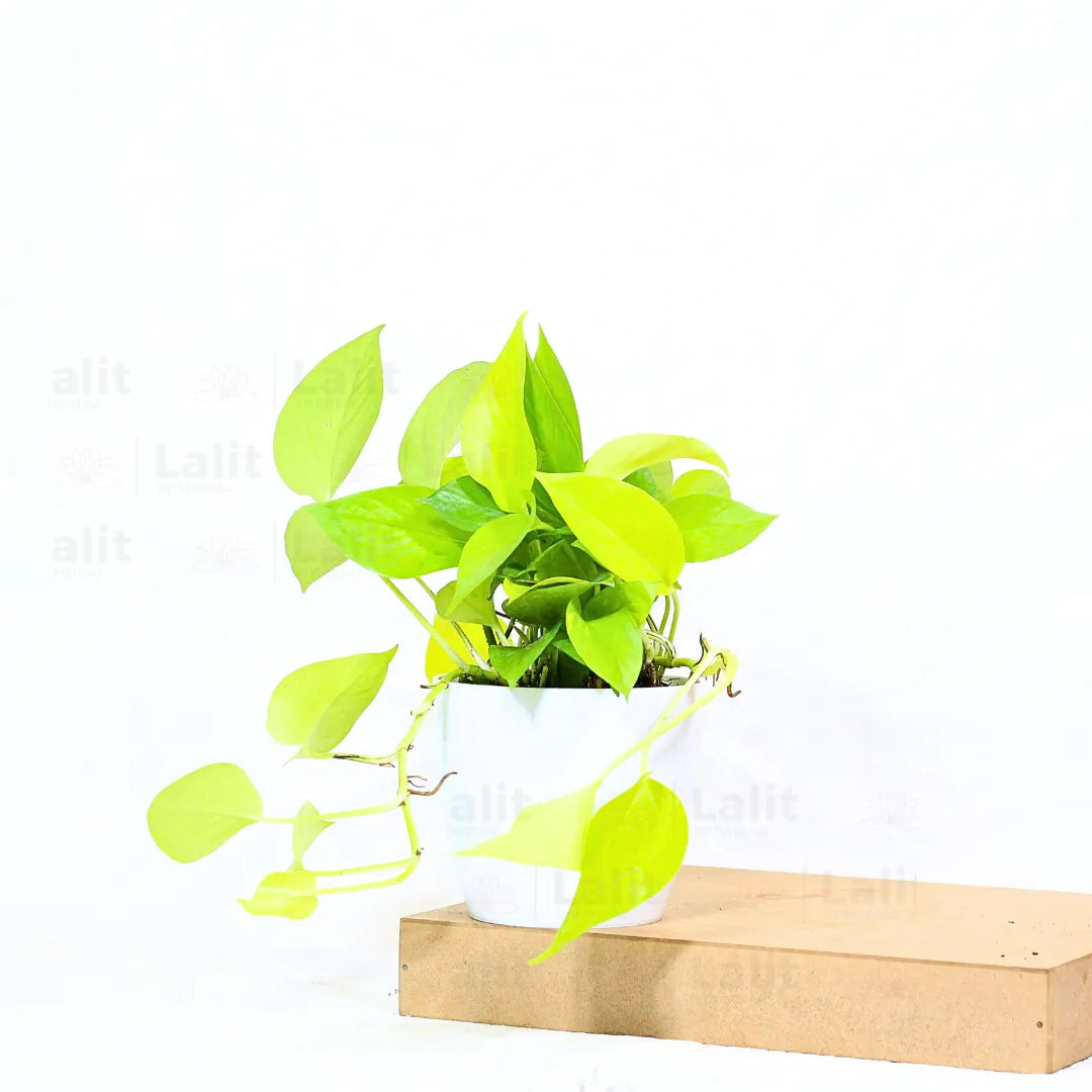 Buy Golden Money Plant Online at Lalitenterprise