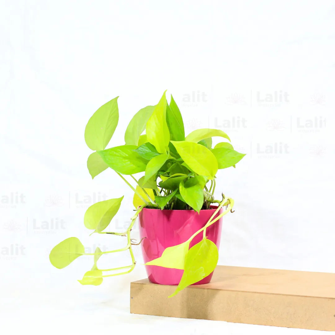 Buy Golden Money Plant Online at Lalitenterprise