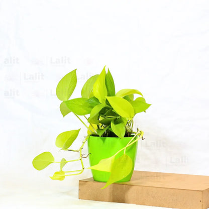 Buy Golden Money Plant Online at Lalitenterprise