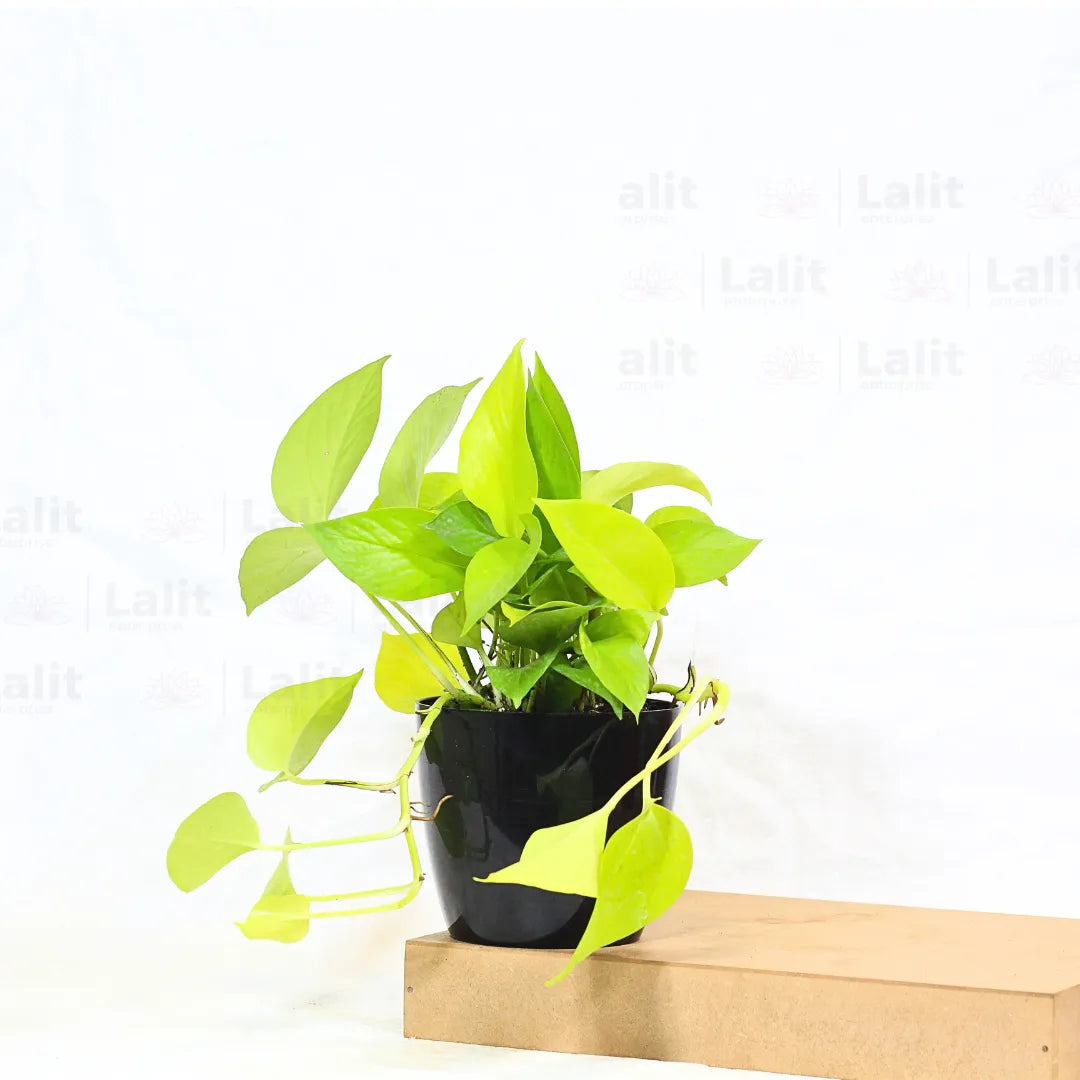 Buy Golden Money Plant Online at Lalitenterprise