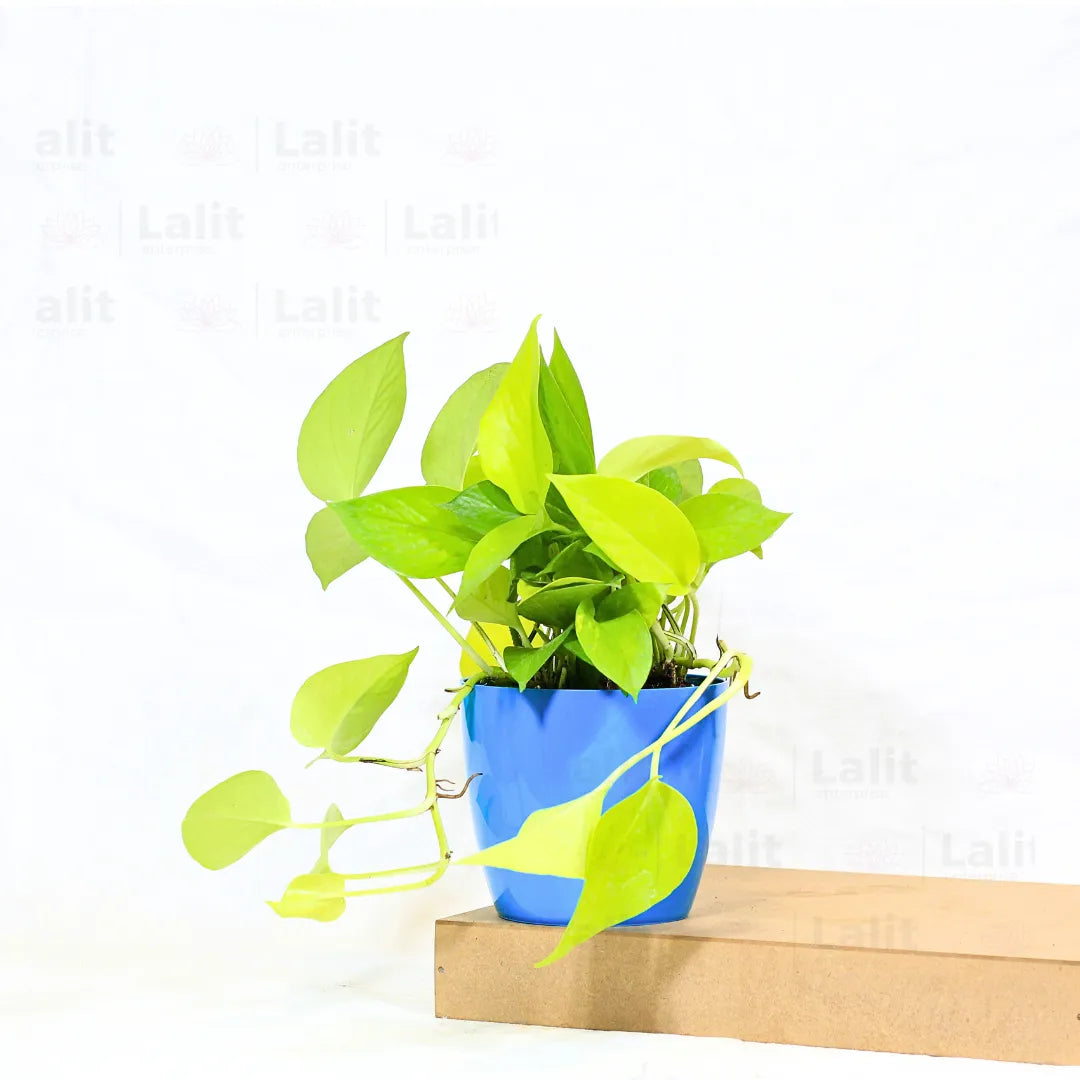 Buy Golden Money Plant Online at Lalitenterprise