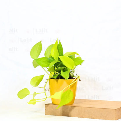 Buy Golden Money Plant Online at Lalitenterprise