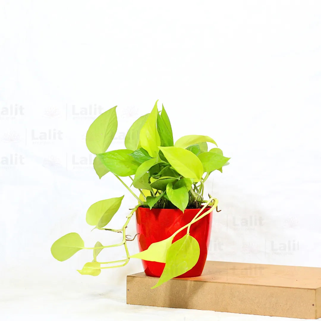 Buy Golden Money Plant Online at Lalitenterprise