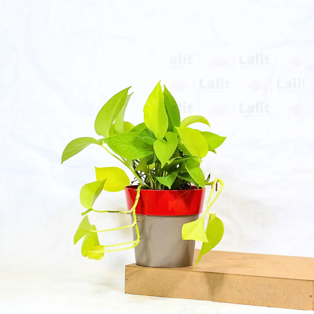 Buy Golden Pothos Plant Online at Lalitenterprise