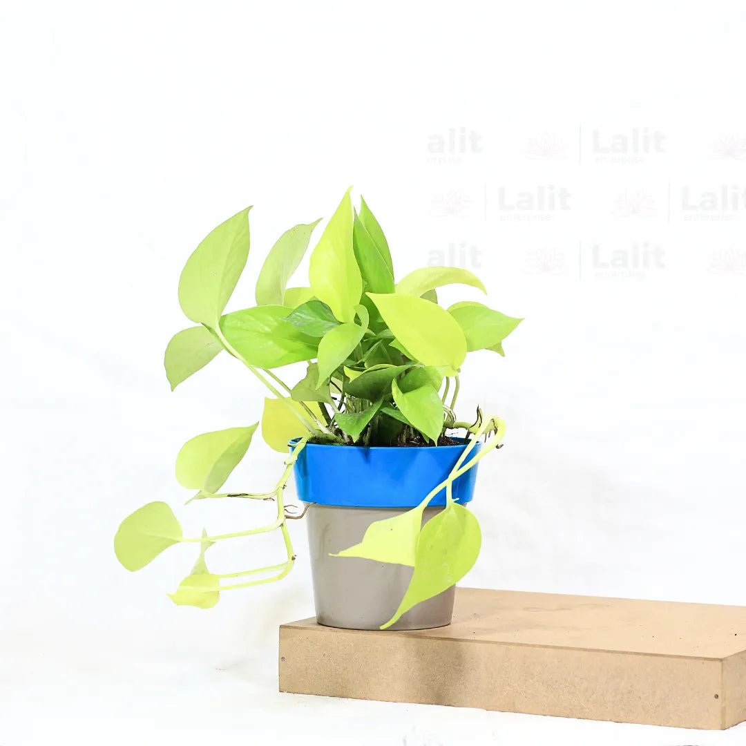 Buy Golden Pothos Plant Online at Lalitenterprise