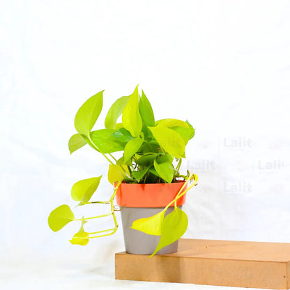 Buy Golden Pothos Plant Online at Lalitenterprise