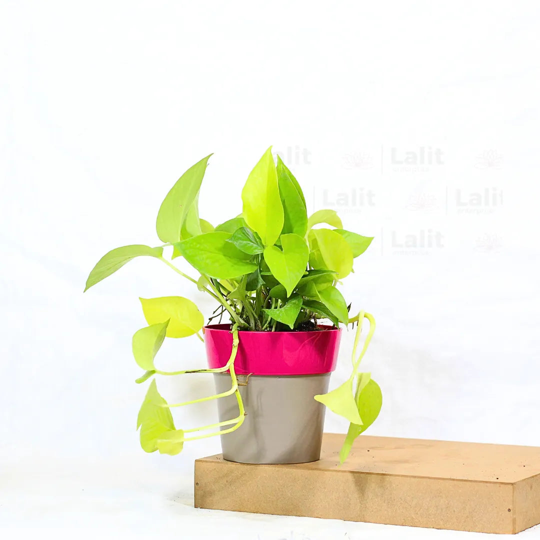 Buy Golden Pothos Plant Online at Lalitenterprise