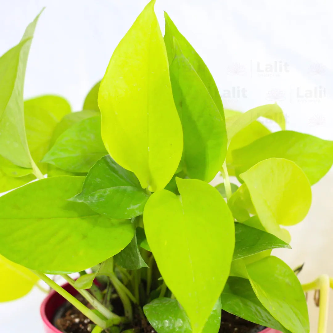 Buy Golden Pothos Plant Online at Lalitenterprise