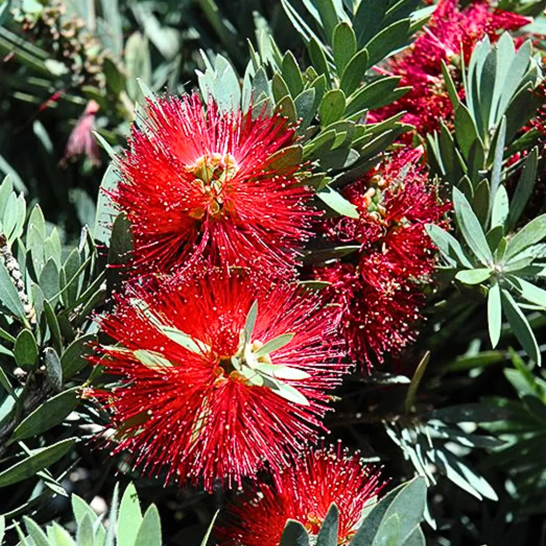 Buy Dwarf Callistemon Viminalis 'Little John' - Plant Online at Lalitenterprise