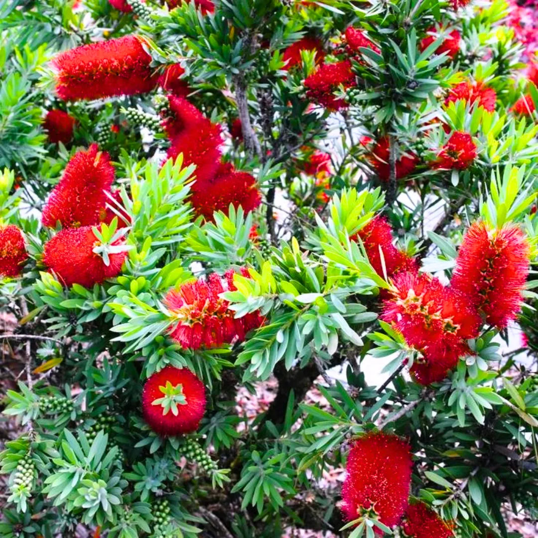 Buy Bottle Brush Dwarf - Plant Online at Lalitenterprise